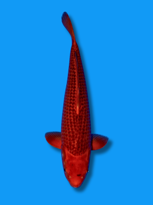 Aka Matsuba | Koi&Co.